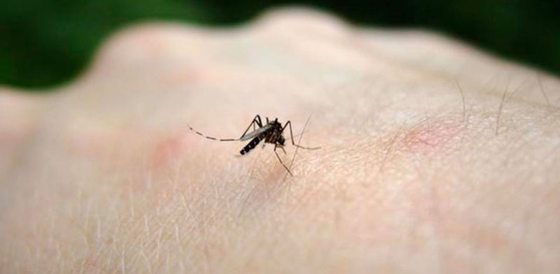 Bắt muỗi hiệu quả với đèn bắt muỗi uv thông minh