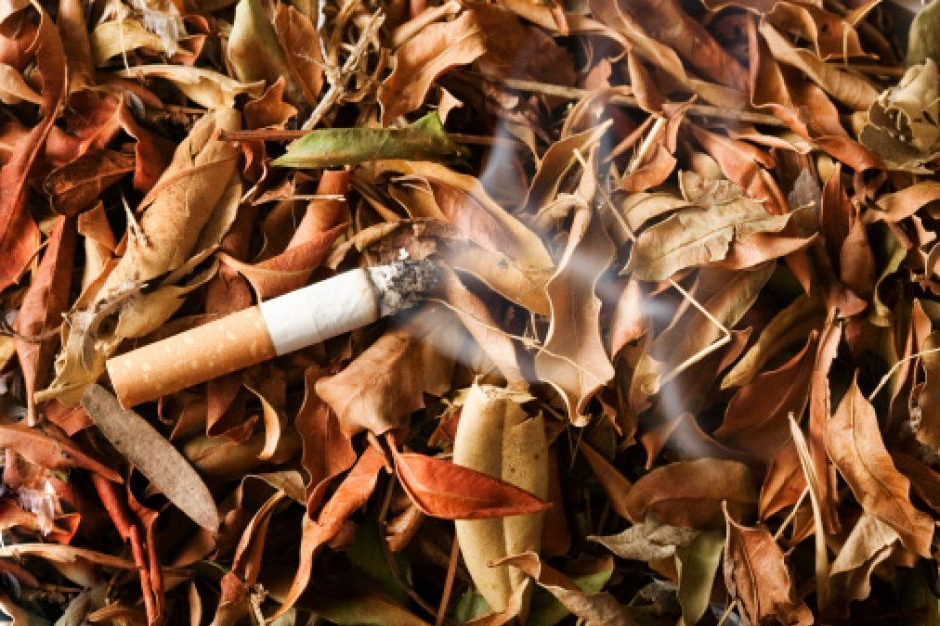 Ảnh hưởng nghiêm trọng của việc hút thuốc lá đối với môi trường và sức khỏe con người