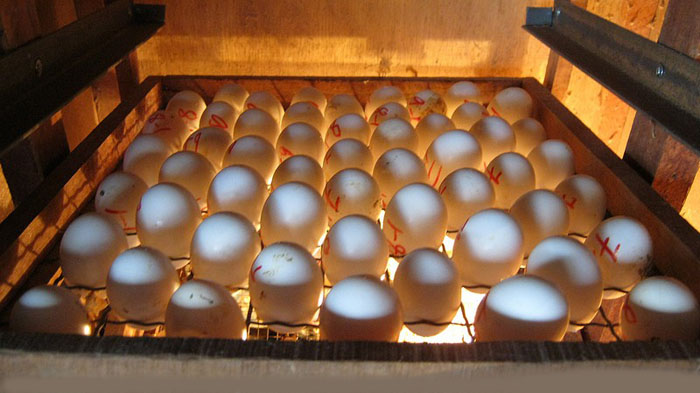 Sử dụng máy ozon vệ sinh kho ấp trứng