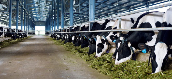 Máy ozone công nghiệp sử dung trong trang trại bò sữa