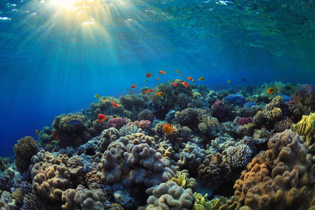 Ô nhiễm đại dương là gì?