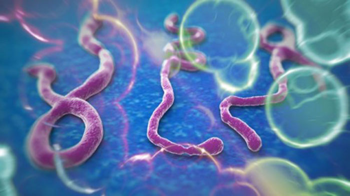 Sốt xuất huyết Ebola