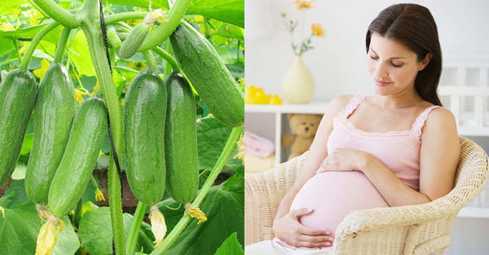 Phụ nữ có thai nên hạn chế ăn dưa chuột