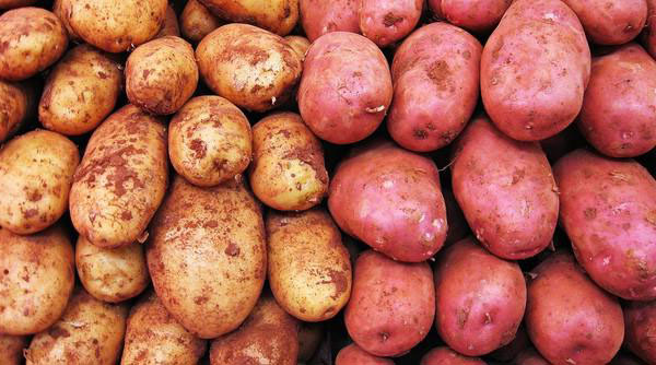 Khoai tây và khoai lang