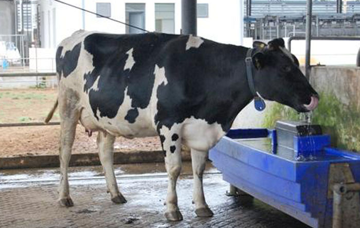 Máy ozone xử lý nước uống trong trang trại bò