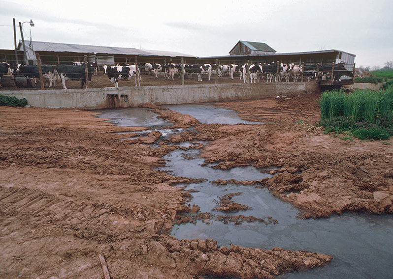Nông nghiệp công nghiệp- Ngành kinh tế gây ô nhiễm môi trường đứng thứ 2