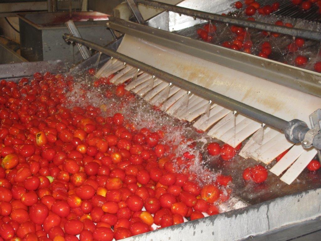 Cải thiện chất lượng sản phẩm và làm sạch không gian tại nhà máy chế biến cà chua bằng ozone (Phần 2)