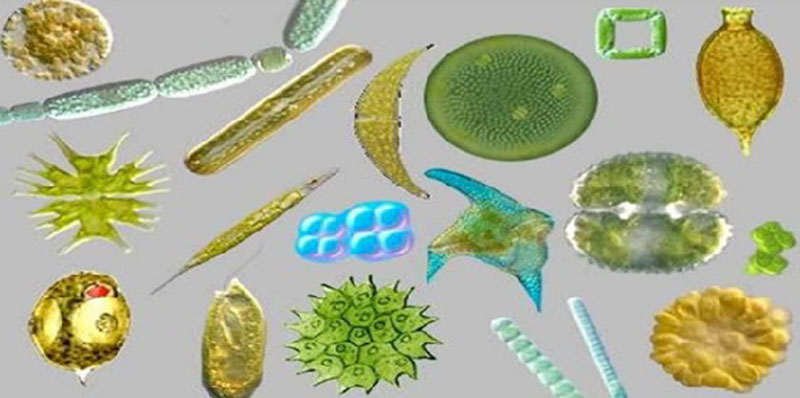 Xử lý tảo trong môi trường nuôi thủy sản